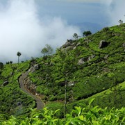 Sri Lanka - Haputale tea plantations 26