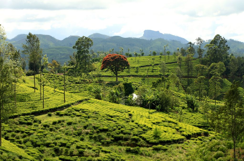 Sri Lanka - tea fields