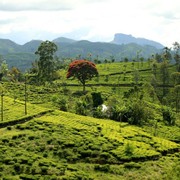 Sri Lanka - tea fields