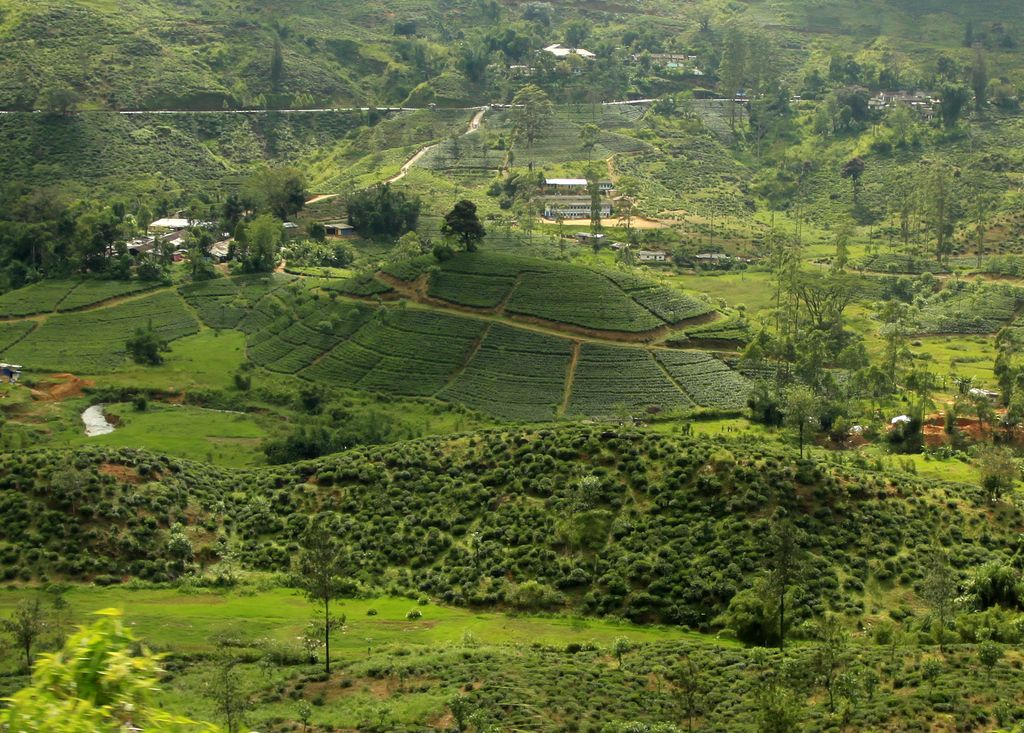 Sri Lanka - a tea hill
