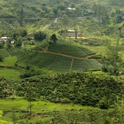 Sri Lanka - a tea hill