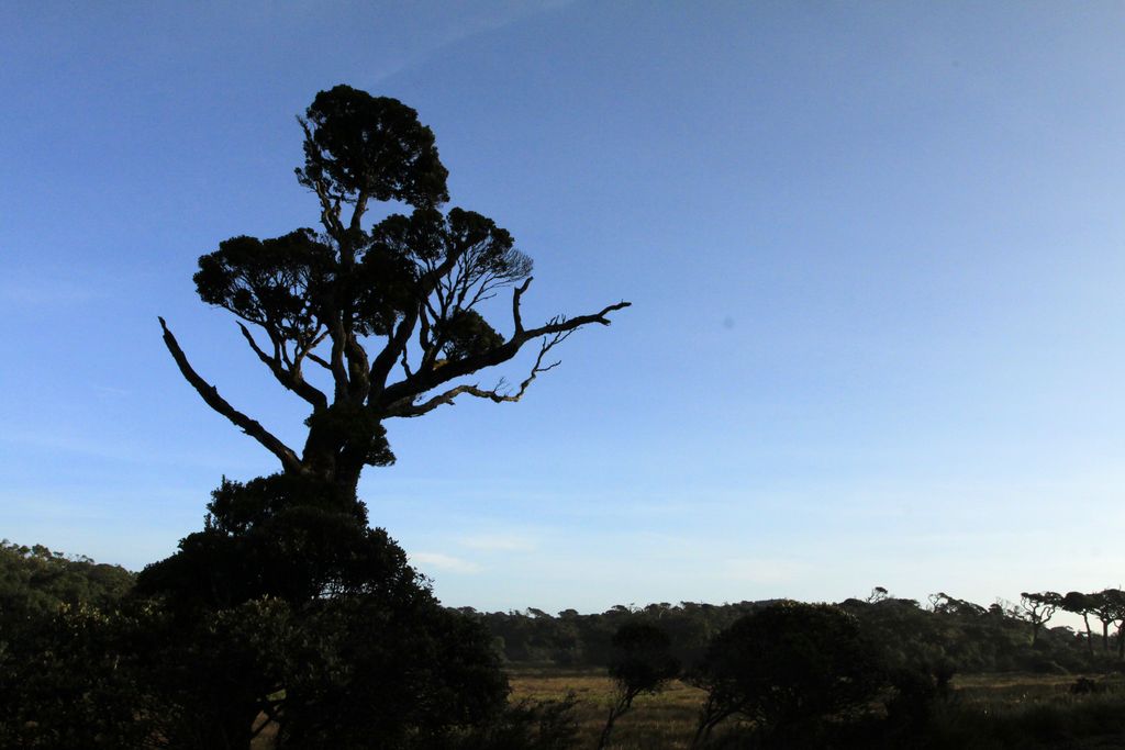 Sri Lanka - Horton Plains 001