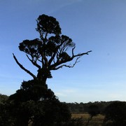 Sri Lanka - Horton Plains 001