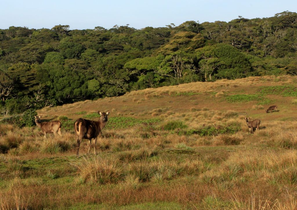 Sri Lanka - Sambar deers in Horton Plains 01