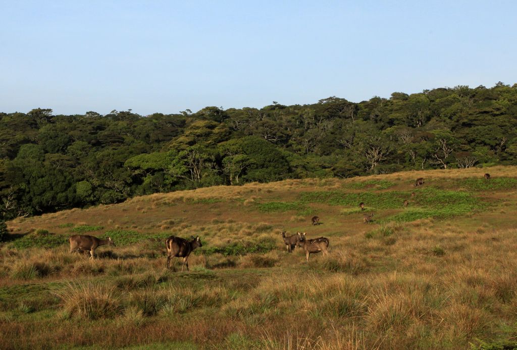 Sri Lanka - Sambar deers in Horton Plains 02