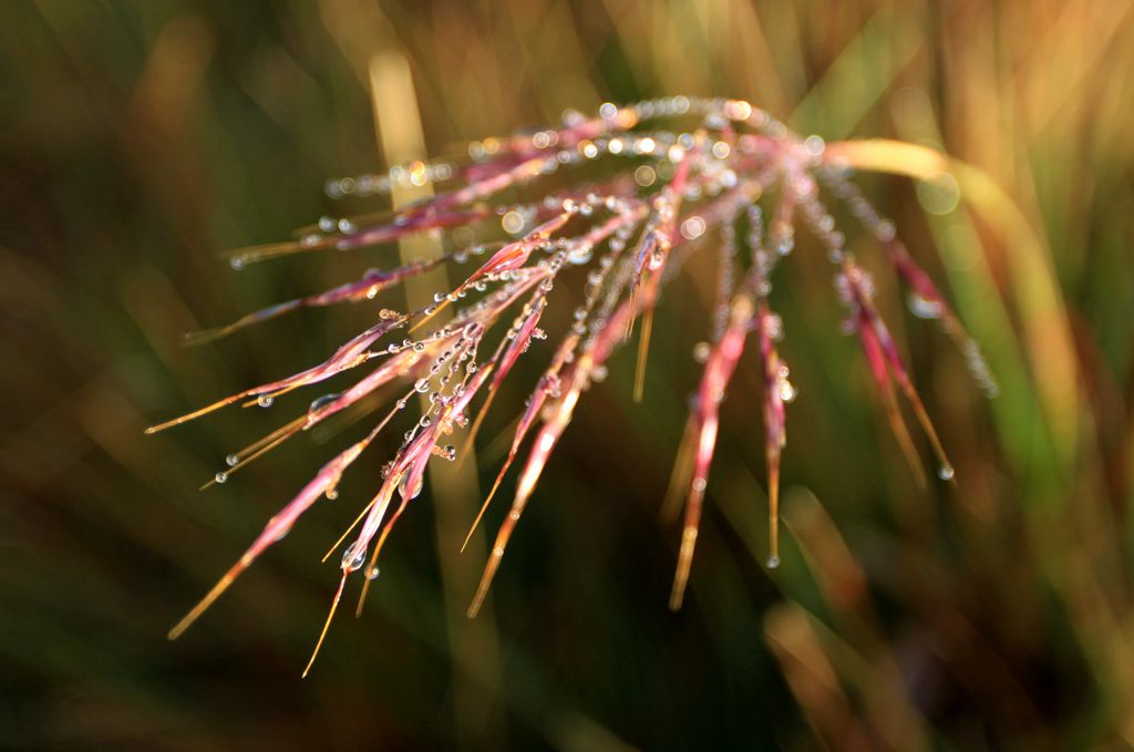 Sri Lanka - Horton Plains - morning moisture