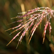 Sri Lanka - Horton Plains - morning moisture