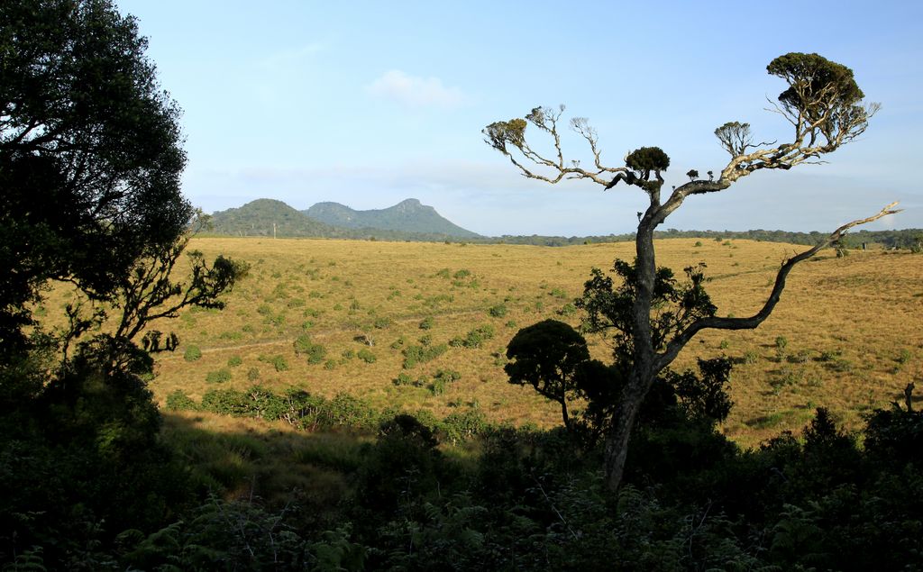 Sri Lanka - Horton Plains 012