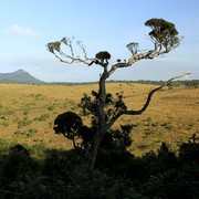 Sri Lanka - Horton Plains 012