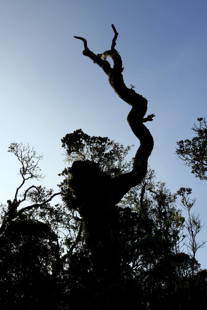 Sri Lanka - Horton Plains 014