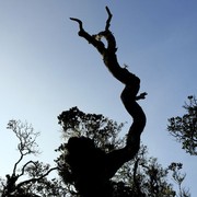 Sri Lanka - Horton Plains 014