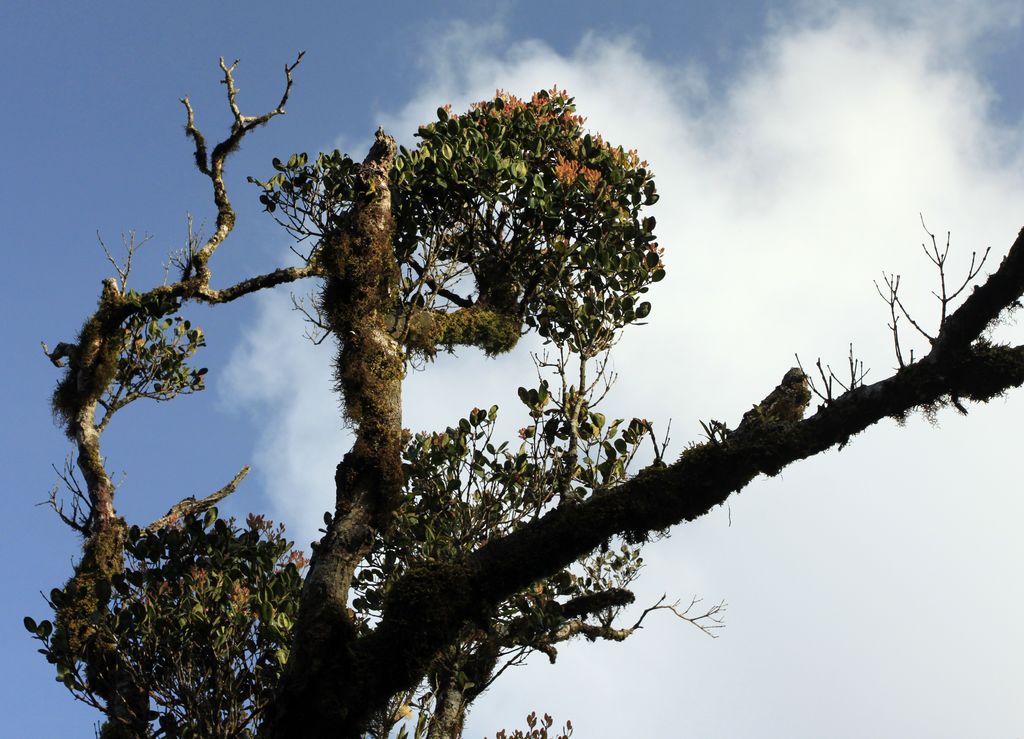 Sri Lanka - Horton Plains 015