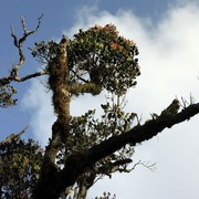 Sri Lanka - Horton Plains 015