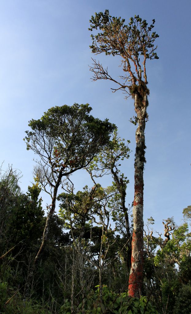 Sri Lanka - Horton Plains 016