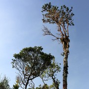 Sri Lanka - Horton Plains 016