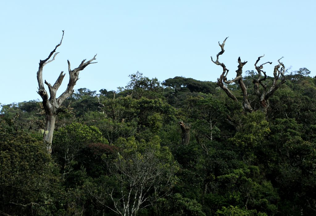 Sri Lanka - Horton Plains 017