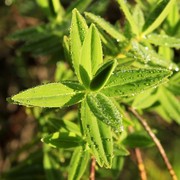 Sri Lanka - Horton Plains flora