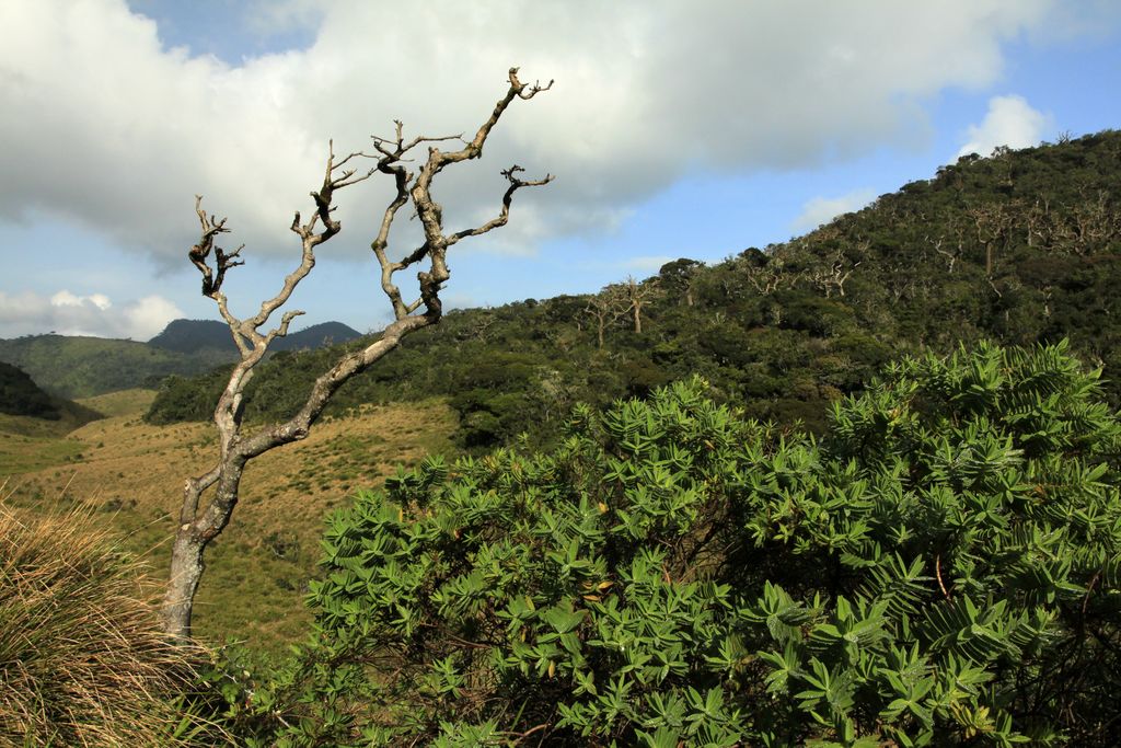 Sri Lanka - Horton Plains 020