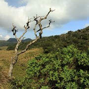 Sri Lanka - Horton Plains 020