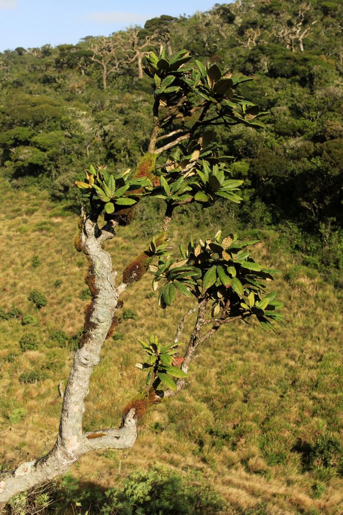 Sri Lanka - Horton Plains - a rhododendron