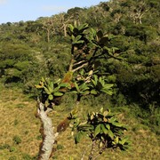 Sri Lanka - Horton Plains - a rhododendron