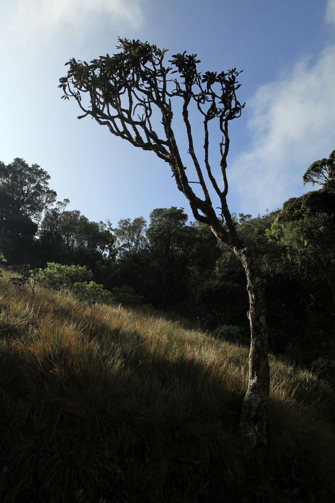 Sri Lanka - Horton Plains 024