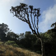 Sri Lanka - Horton Plains 024