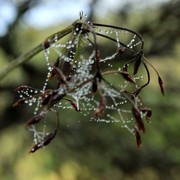 Sri Lanka - Horton Plains 026