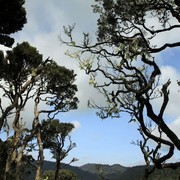 Sri Lanka - Horton Plains 028