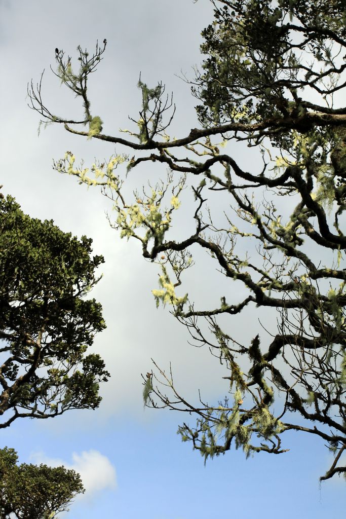 Sri Lanka - Horton Plains 029