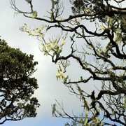 Sri Lanka - Horton Plains 029