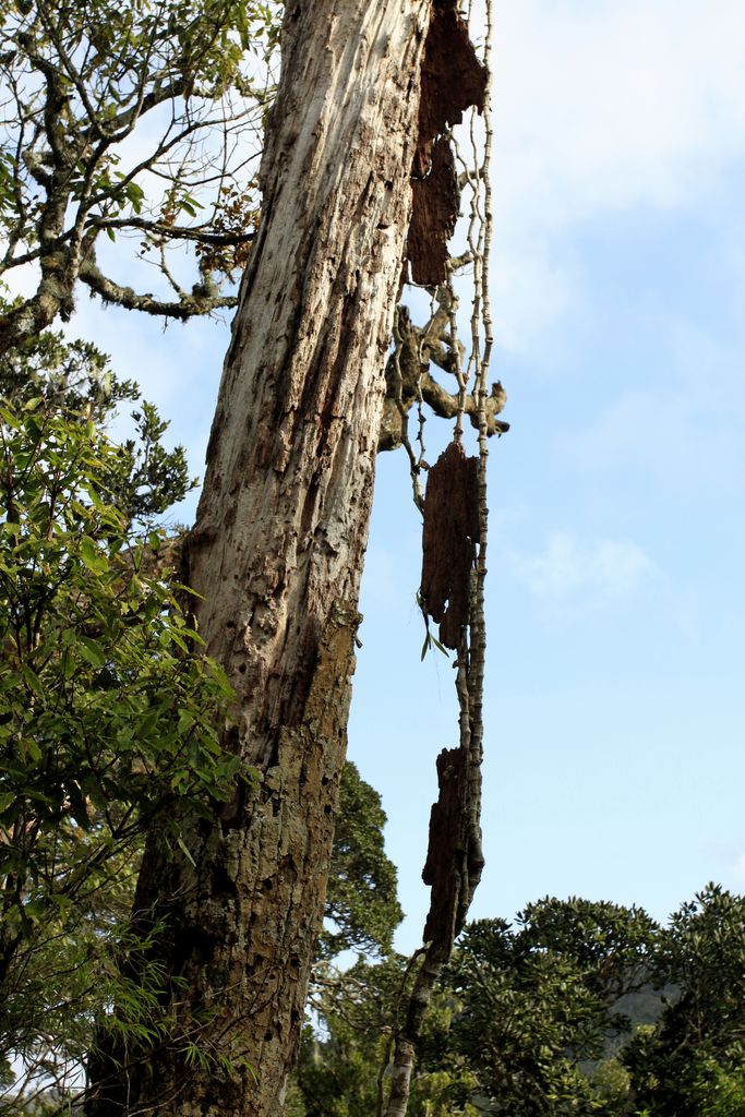 Sri Lanka - Horton Plains 030