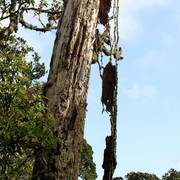 Sri Lanka - Horton Plains 030