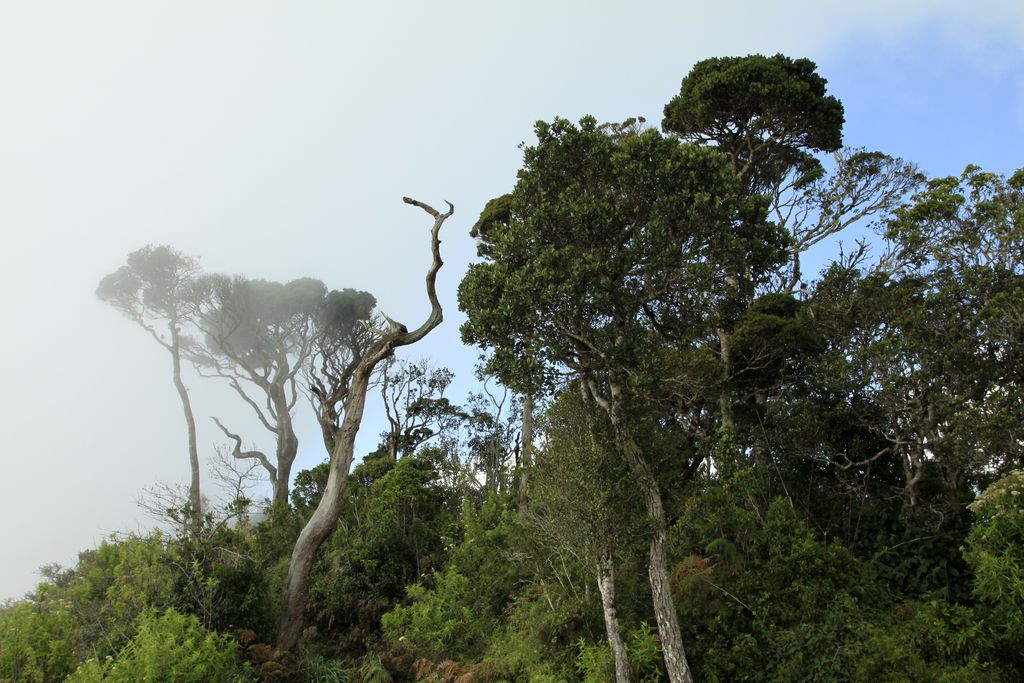 Sri Lanka - Horton Plains 034