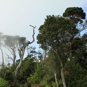 Sri Lanka - Horton Plains 034