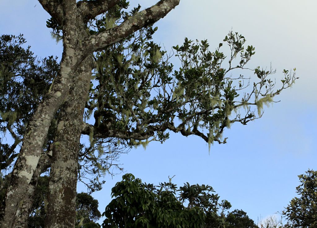 Sri Lanka - Horton Plains 035