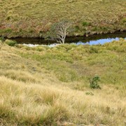 Sri Lanka - Horton Plains 043