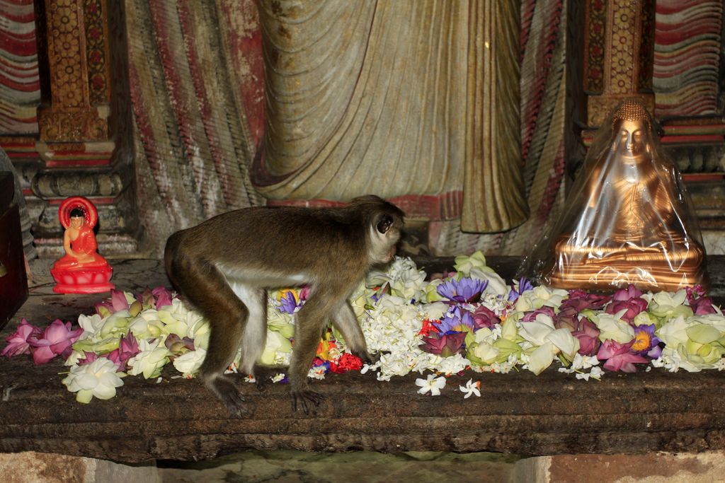 Sri Lanka - Dambulla Cave Temple 014