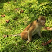 Sri Lanka - Polonnaruwa - a toque macaque