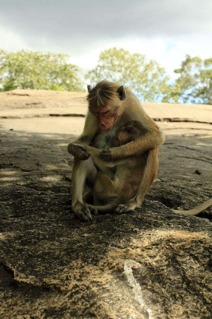 Sri Lanka - monkeys in Polonnaruwa