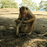Sri Lanka - monkeys in Polonnaruwa