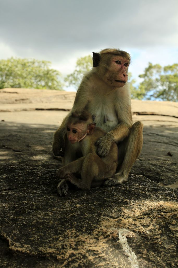 Sri Lanka - monkeys in Polonnaruwa 03