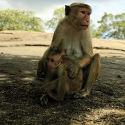 Sri Lanka - monkeys in Polonnaruwa 03