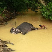 Sri Lanka - Sigiriya - elephant pedicure 01