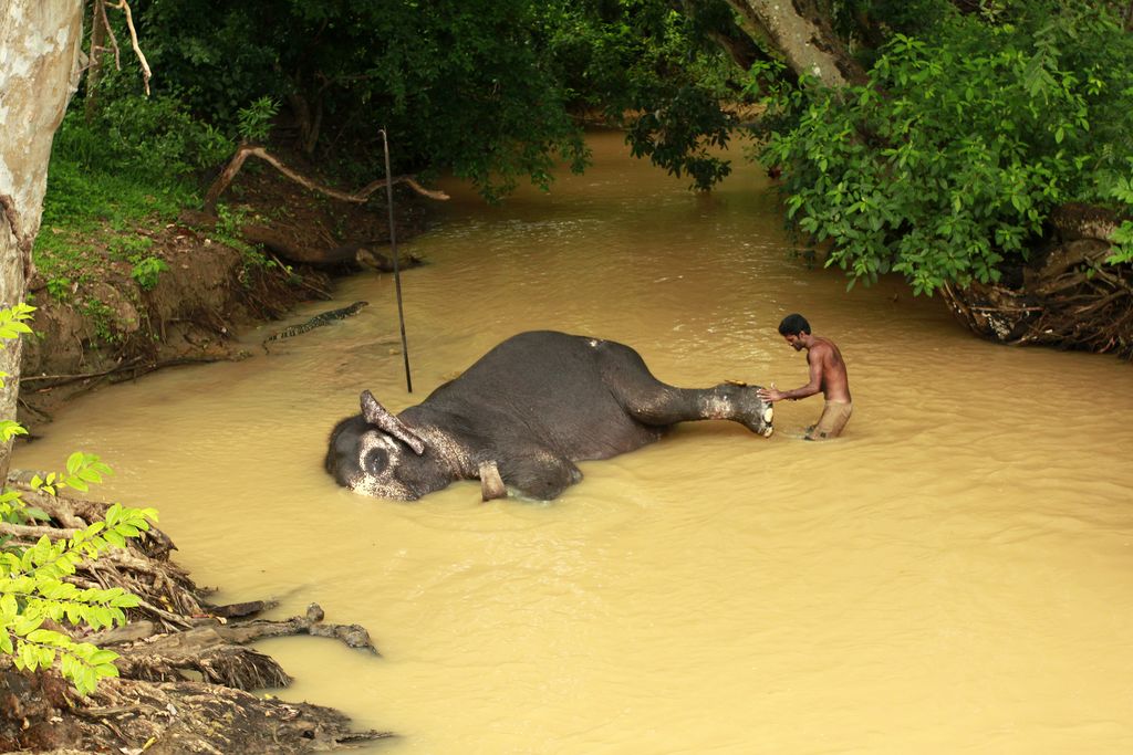 Sri Lanka - Sigiriya - elephant pedicure 02