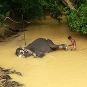 Sri Lanka - Sigiriya - elephant pedicure 02