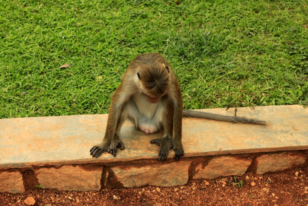 Sri Lanka - Sigiriya - What do I have there ? :)