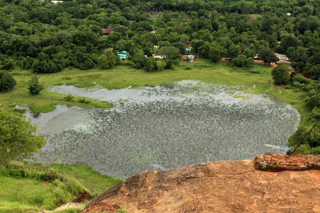 Sri Lanka - Sigiriya - a lotus lake