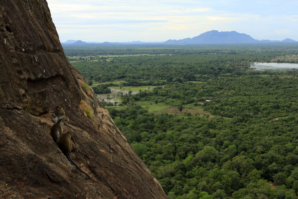 Sri Lanka - Sigiriya monkeys 01