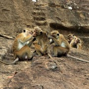 Sri Lanka - Sigiriya monkeys 02